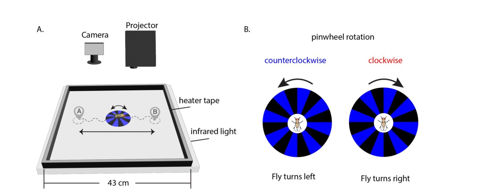 The lab’s published fly-guidance platform, showing camera, projector, arena, and visual stimuli.